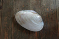 Shell Trinket Box