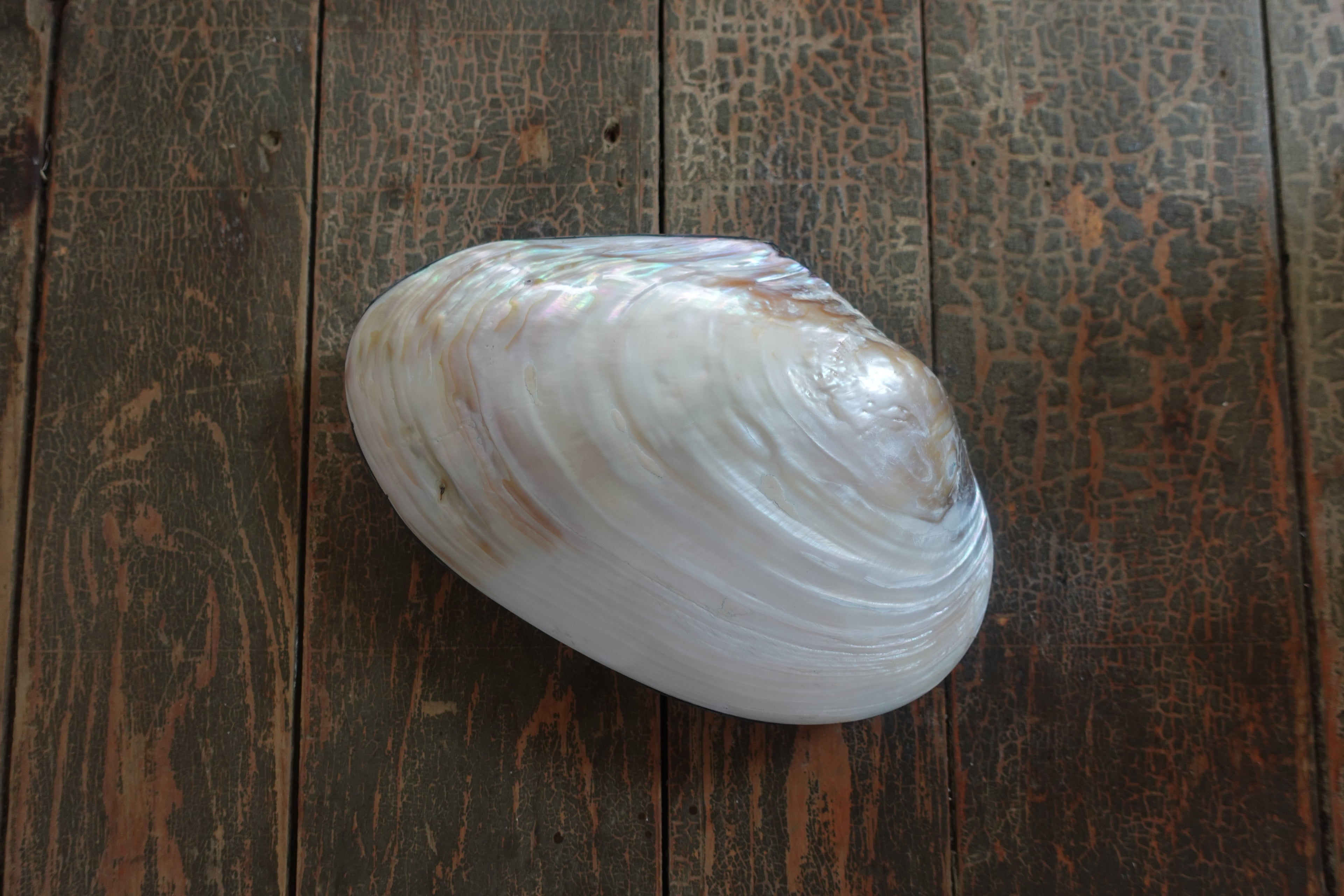 Shell Trinket Box
