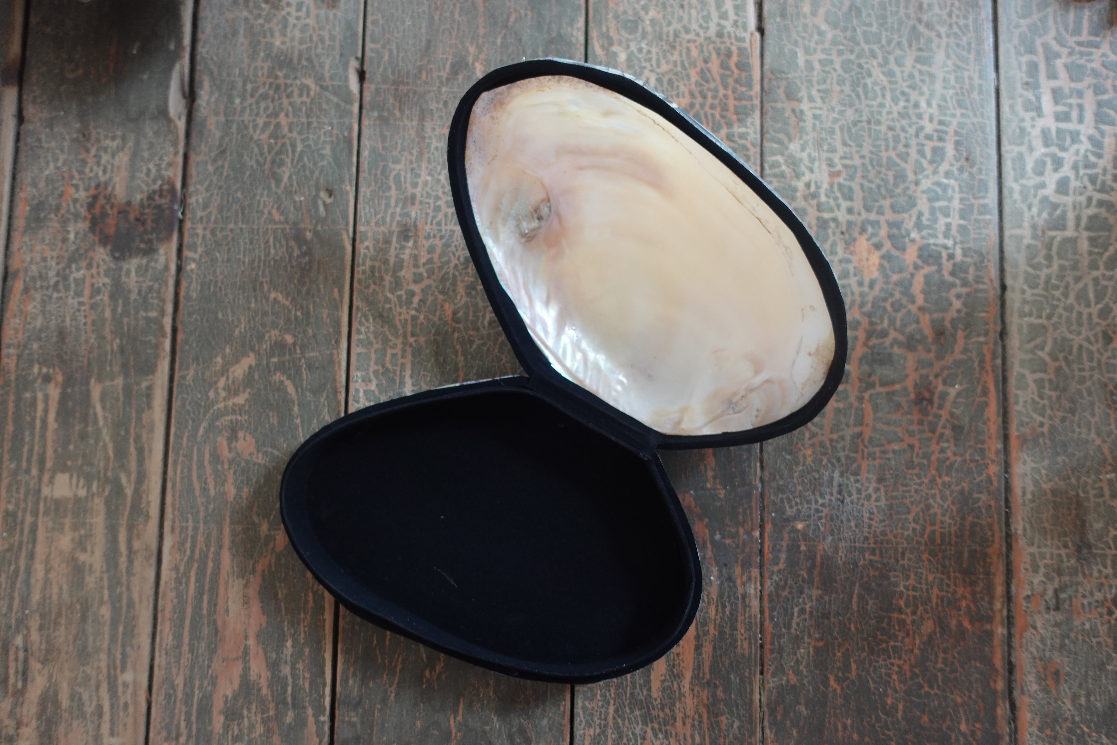 Shell Trinket Box